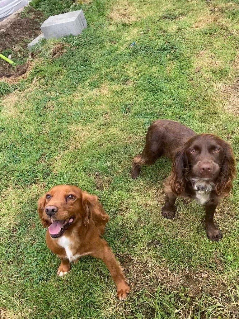 chocolate sprocker spaniel